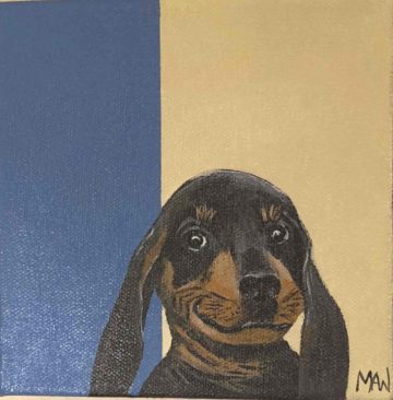 Dachshund