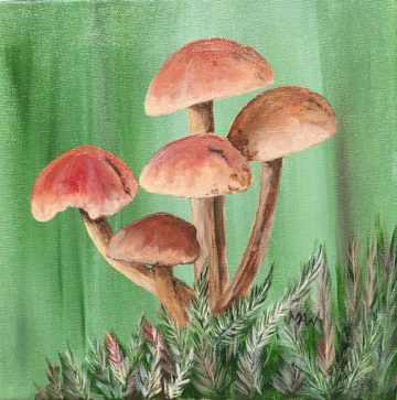 Mushrooms